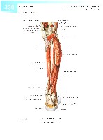 Sobotta  Atlas of Human Anatomy  Trunk, Viscera,Lower Limb Volume2 2006, page 337